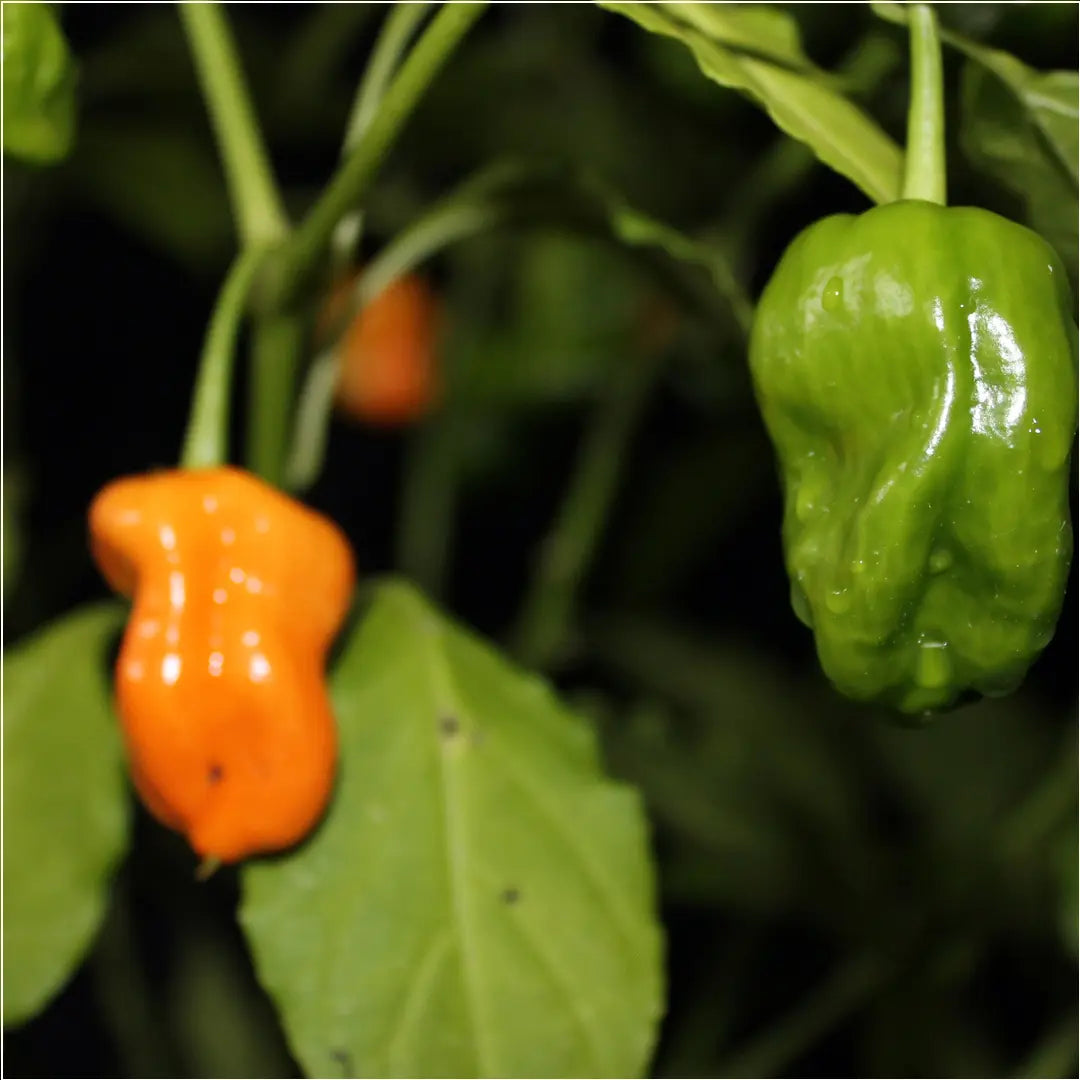 Chilli Seeds NZ Orange Habanero Chilli Pods