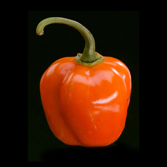 Chilli Seeds NZ Orange Habanero Chilli