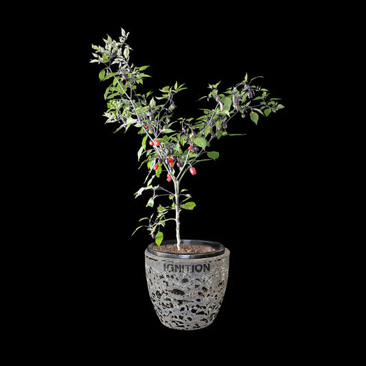 Chilli Seeds NZ Purple Tiger Chilli Plant