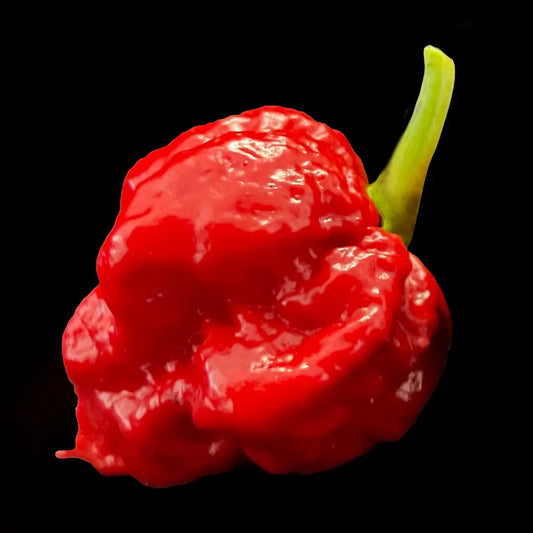 Chilli Seeds NZ Red 7 Pot Brain Strain Chilli