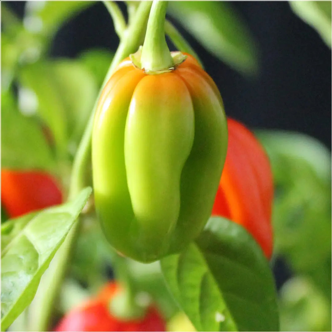 Chilli Seeds NZ Red Habanero Chilli Pods