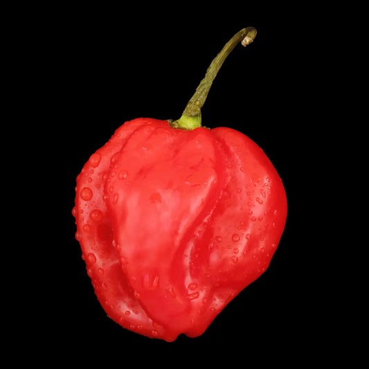 Chilli Seeds NZ Red Scotch Bonnet Chilli