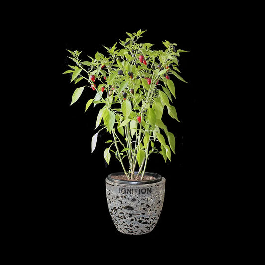 Chilli Seeds NZ Tasmanian Habanero Chilli Plant