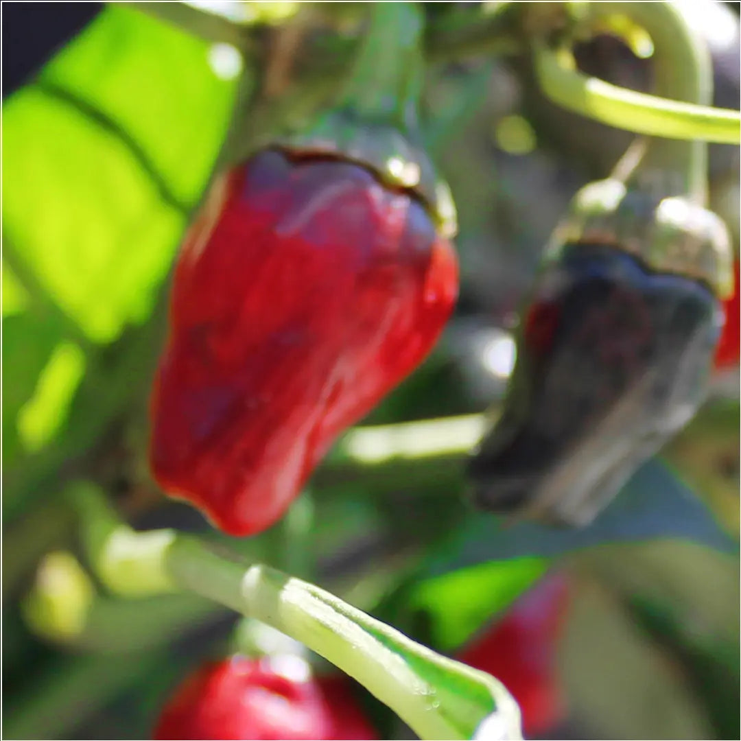 Chilli Seeds NZ Tasmanian Habanero Chilli Pods