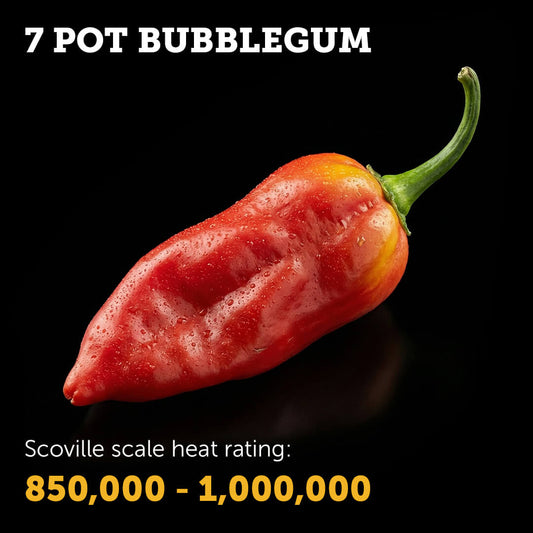 Ripe red 7 Pot Bubblegum chilli pepper