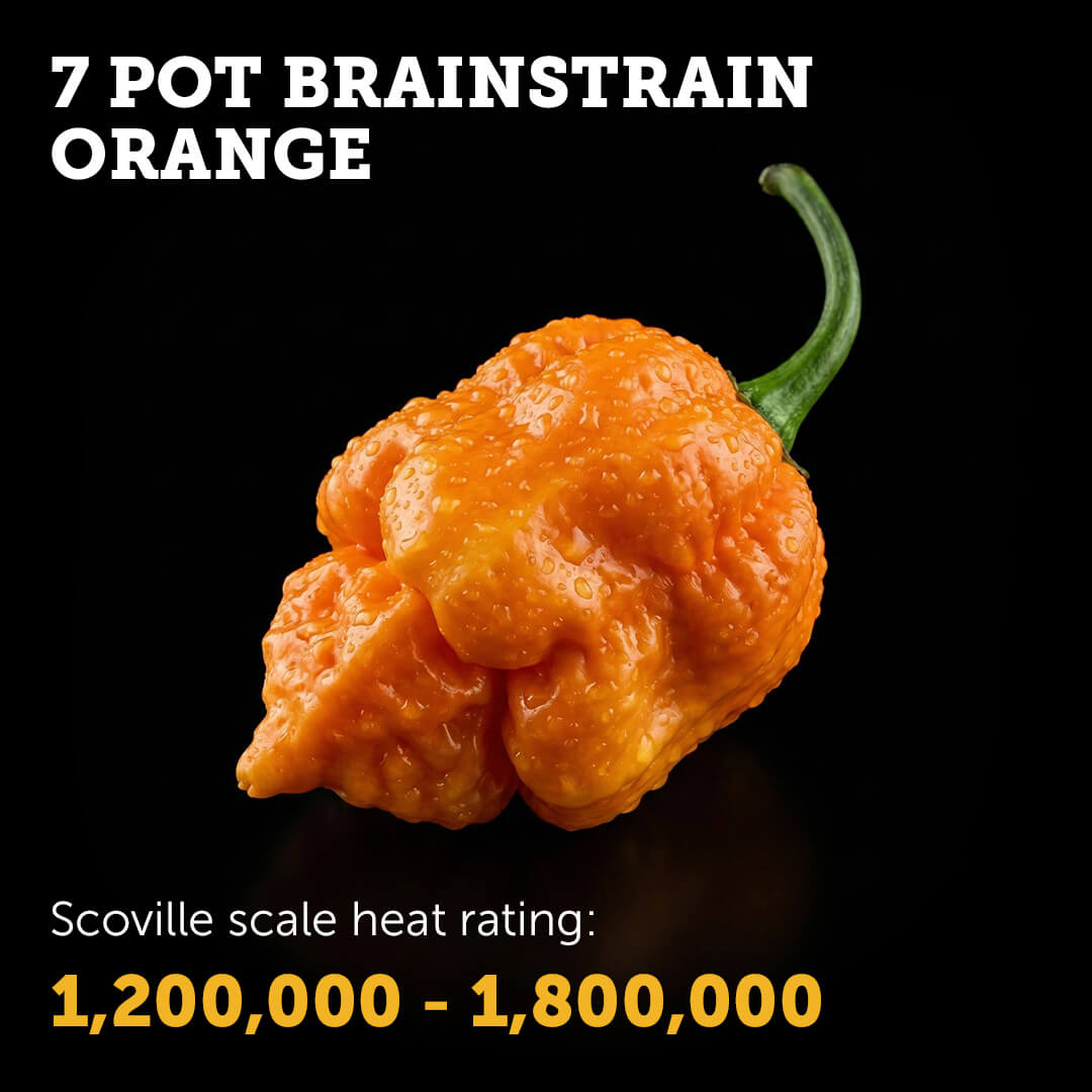 7 Pot Brain Strain (Orange) Seeds