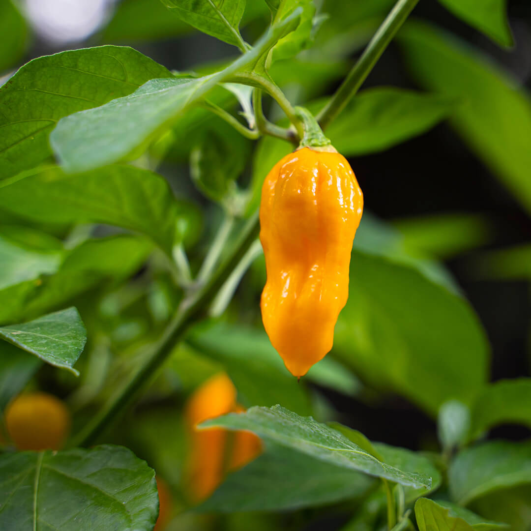7 Pot Brain Strain (Orange) Seeds