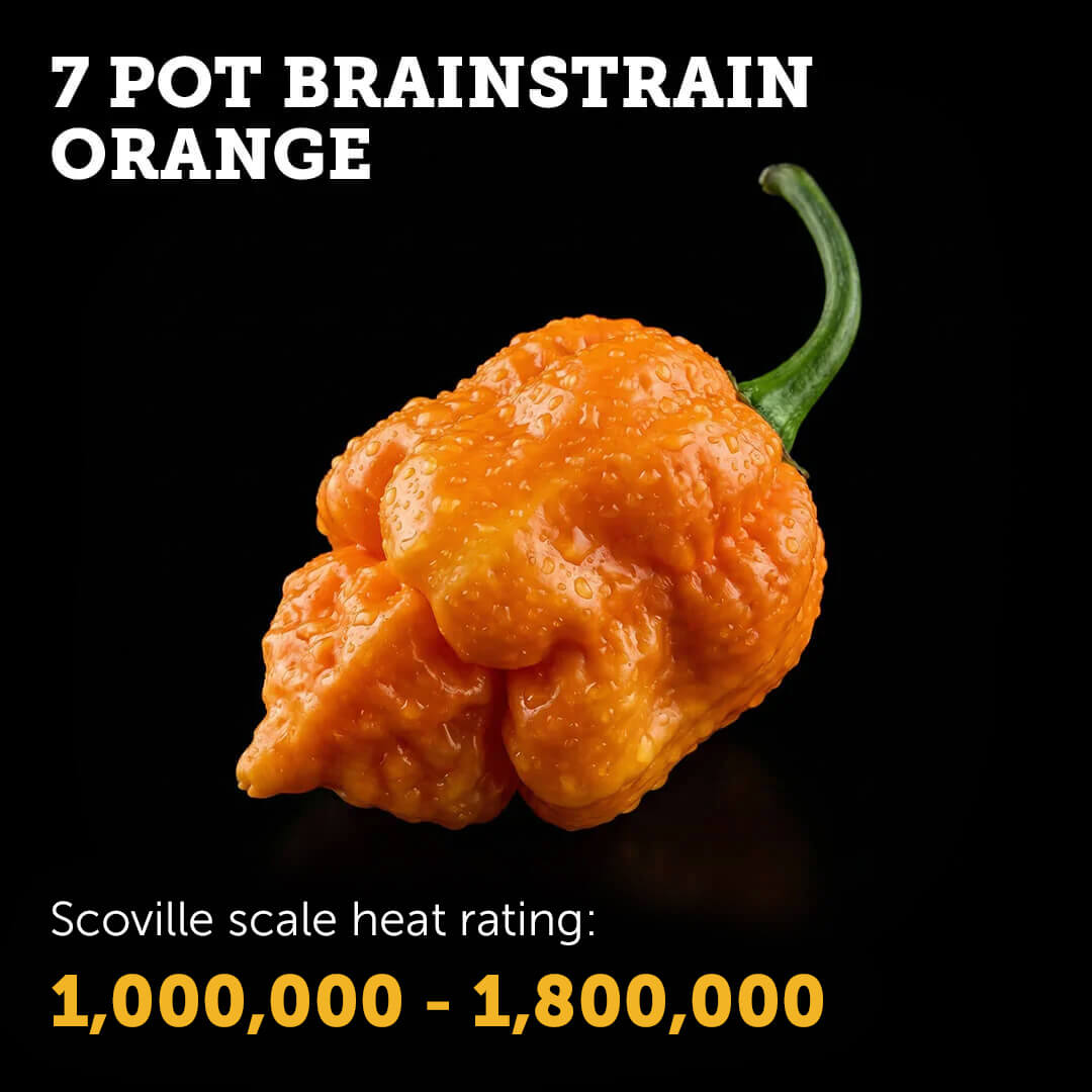 Ripe Orange 7 Pot Brain Strain chilli pepper