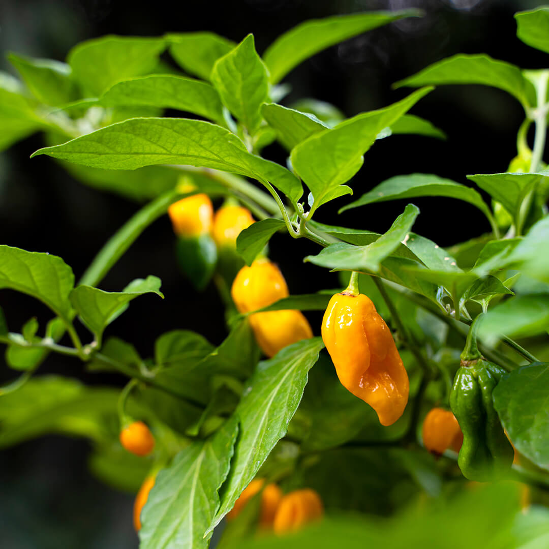 7 Pot Brain Strain (Orange) Seeds
