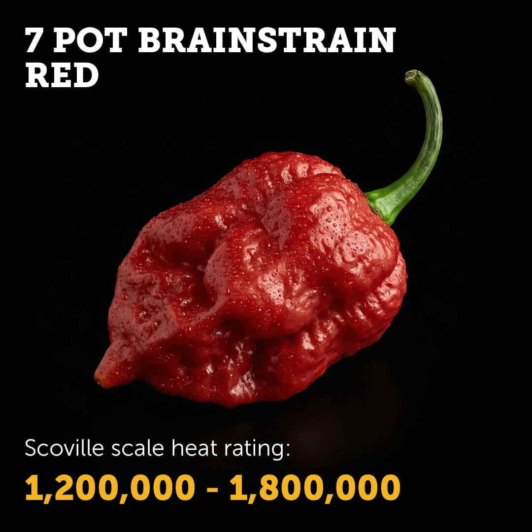 7 Pot Brain Strain (Red) Seeds