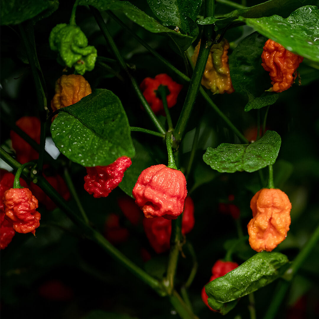 7 Pot Brain Strain (Red) Seeds