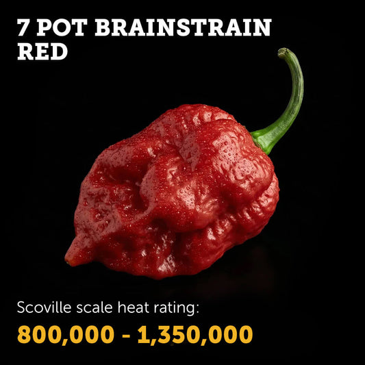 Ripe Red 7 Pot Brain Strain chilli pepper