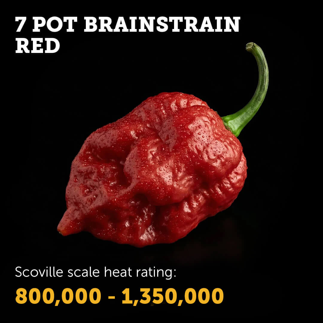 Ripe Red 7 Pot Brain Strain chilli pepper