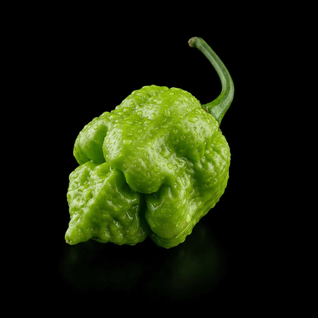 7 Pot Brain Strain (Red) Seeds