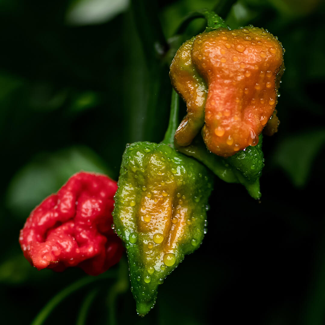 7 Pot Brain Strain (Red) Seeds