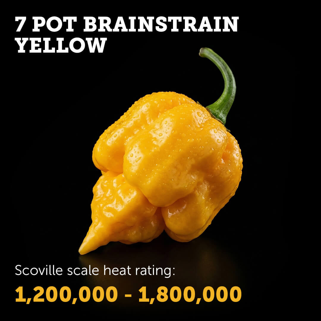 7 Pot Brain Strain (Yellow) Seeds
