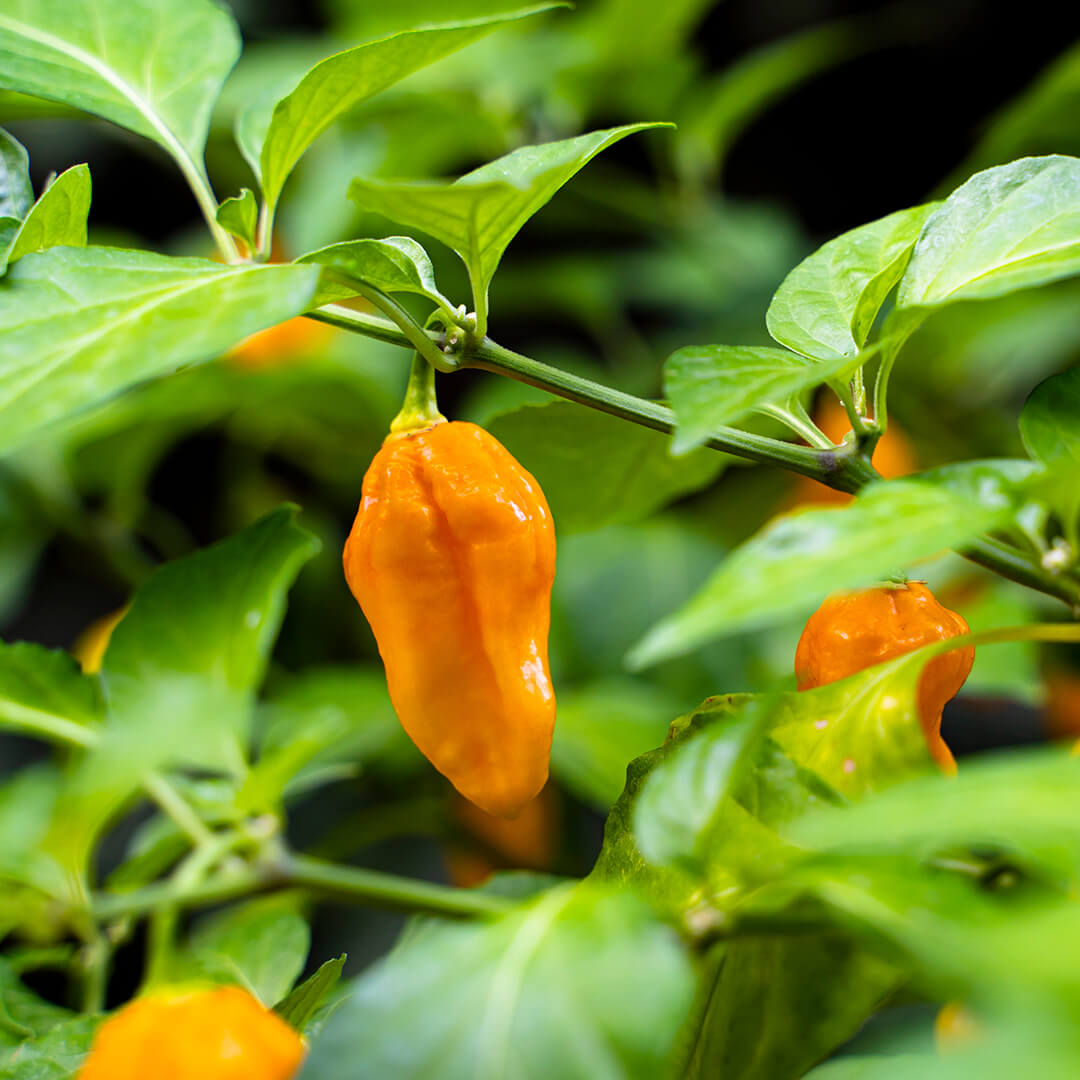 7 Pot Brain Strain (Yellow) Seeds