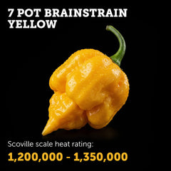 7 Pot Brain Strain (Yellow) Seeds