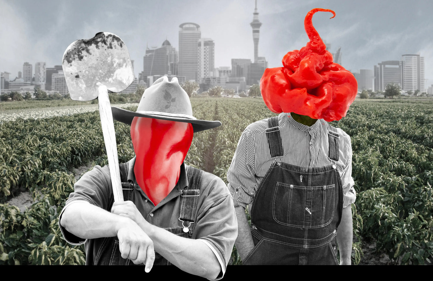 Chilli Seeds NZ 2 farmers with chillies for heads standing in a chilli field with Auckland in the distance.