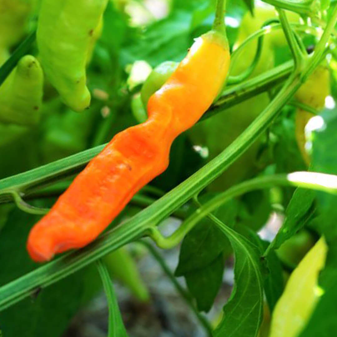 Aji Ahuachapan Seeds