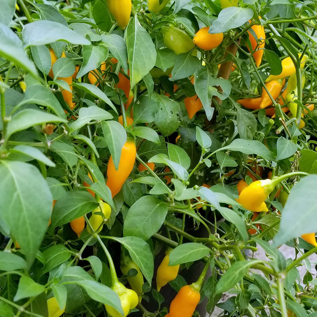 Aji Amarillo Seeds