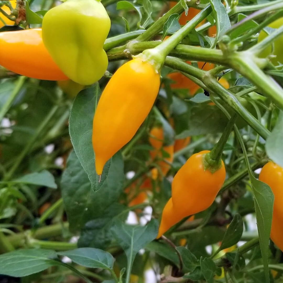 Aji Amarillo Seeds