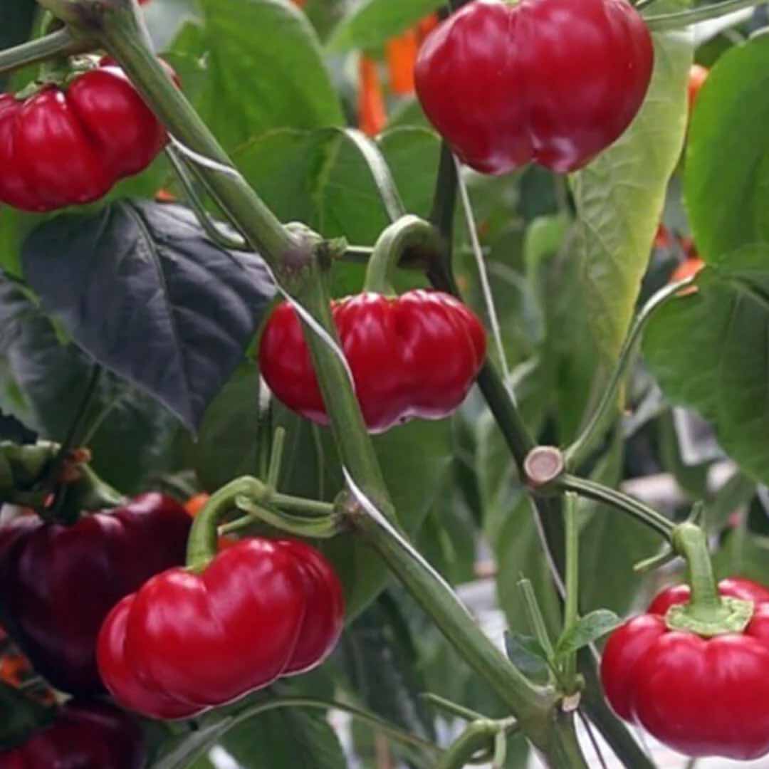 Aji Brazilian Pumpkin Seeds