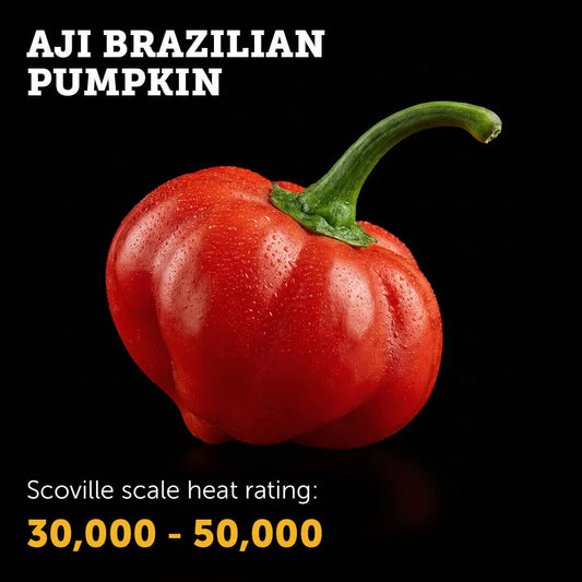 Ripe red Aji Brazilian Pumpkin chilli pepper