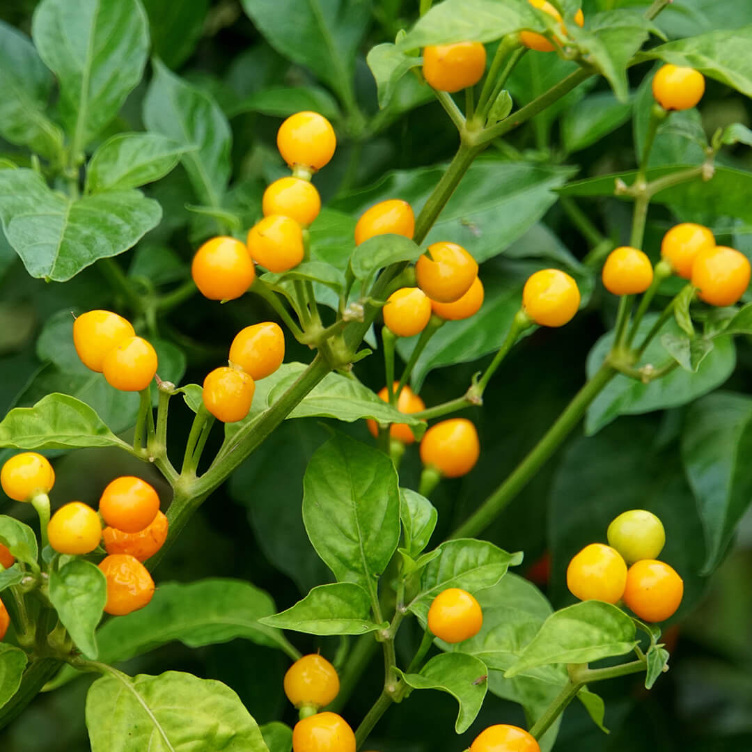 Aji Charapita chilli pods developing on the plant