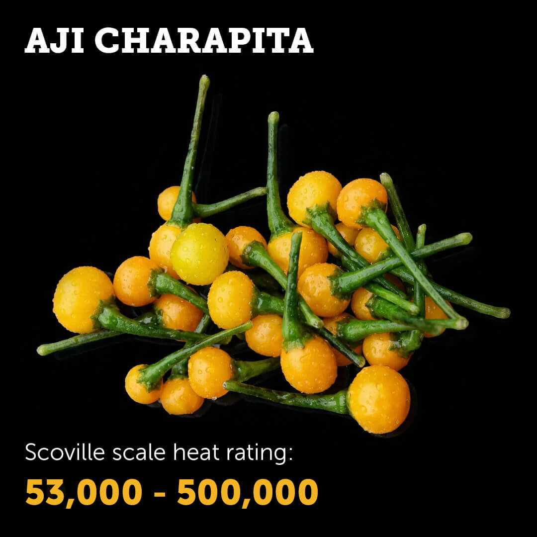 Ripe golden yellow Aji Charapita chilli pepper