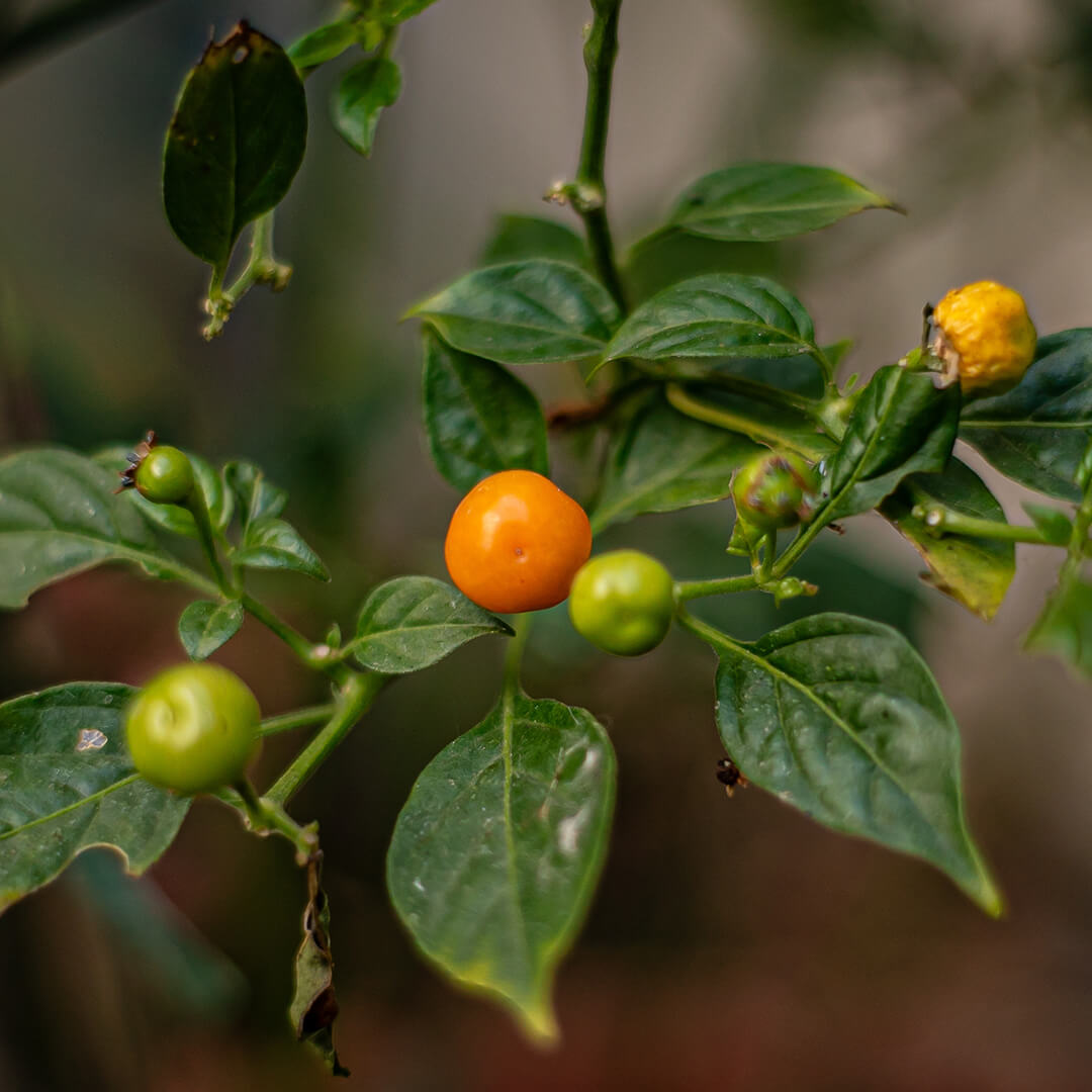 Close-up of Aji Charapita chilli pods growing on the plant