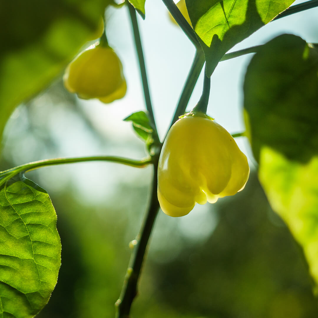 Aji Fantasy White Seeds