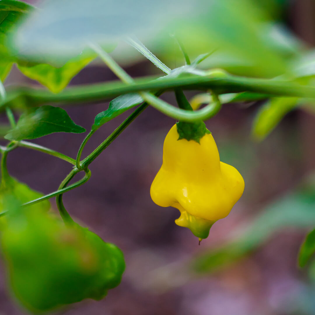 Aji Fantasy Yellow Seeds