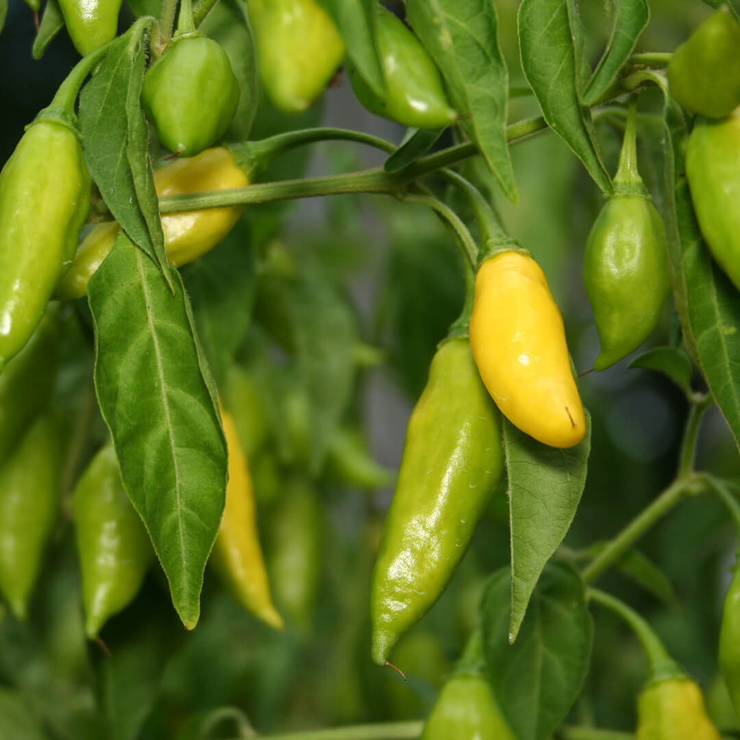Aji Limón Lemon Drop Seeds
