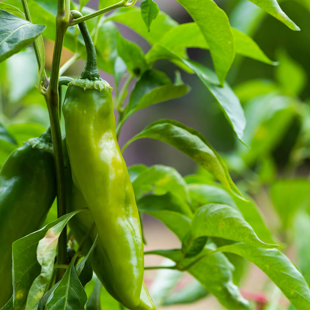 Anaheim Pepper Seeds
