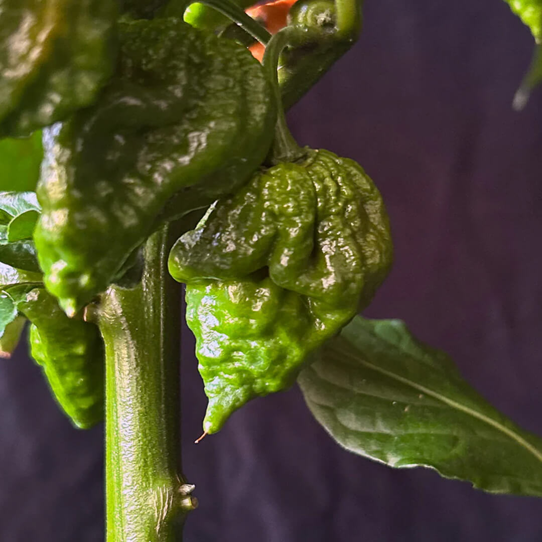 Apocalypse Orange Scorpion Seeds