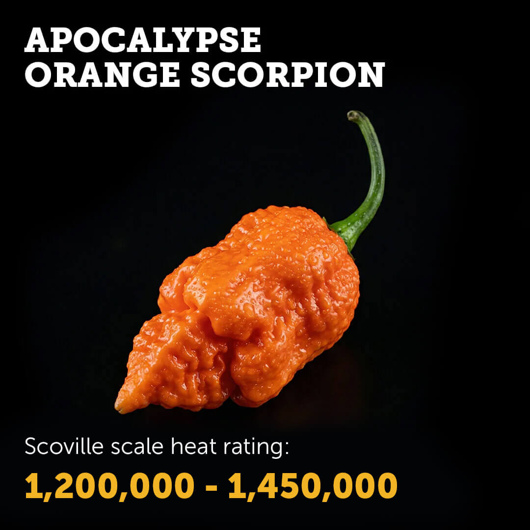 Ripe Orange Apocalypse Scorpion chilli pepper