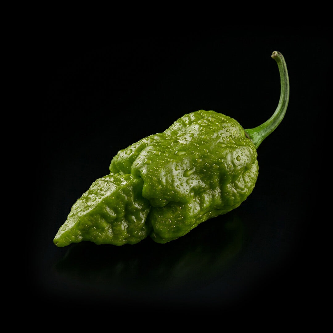 Apocalypse Orange Scorpion Seeds