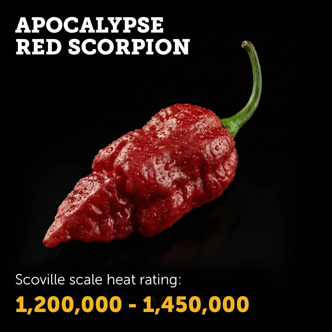 Ripe Red Apocalypse Scorpion chilli pepper