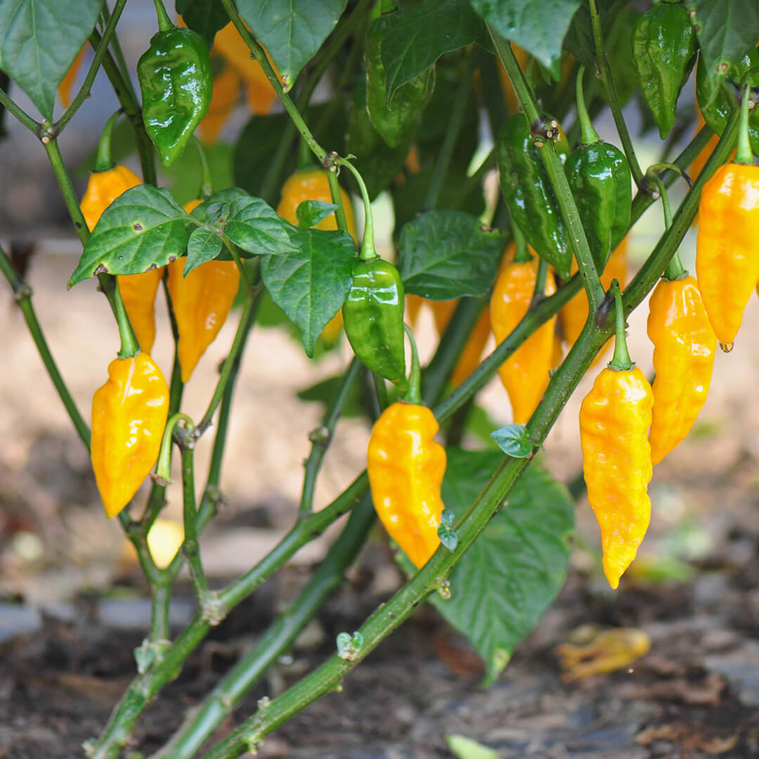 Bhut Jolokia (Yellow) Seeds