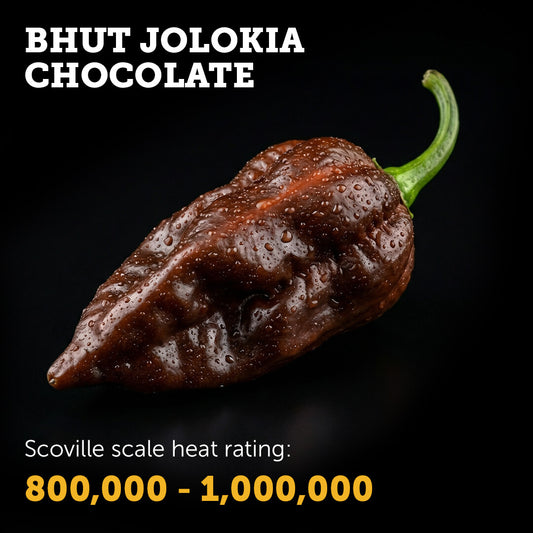 Ripe Chocolate Bhut Jolokia chilli pepper