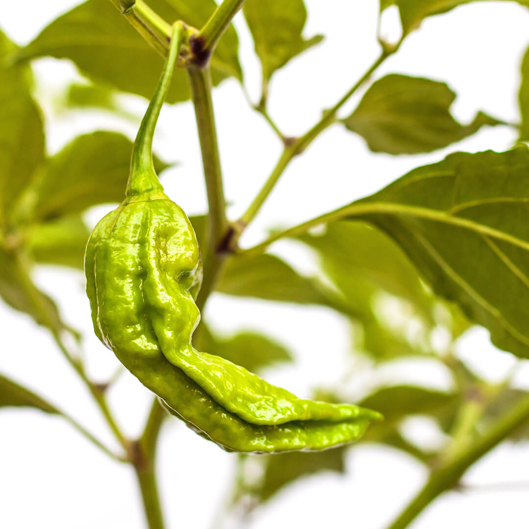 Bhut Jolokia (Chocolate) Seeds