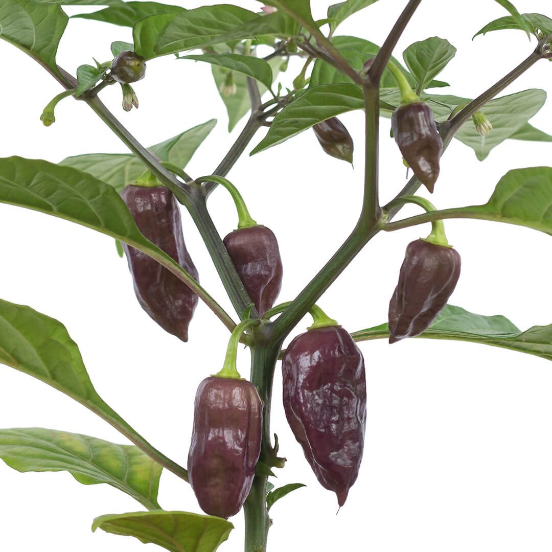 Bhut Jolokia (Chocolate) Seeds