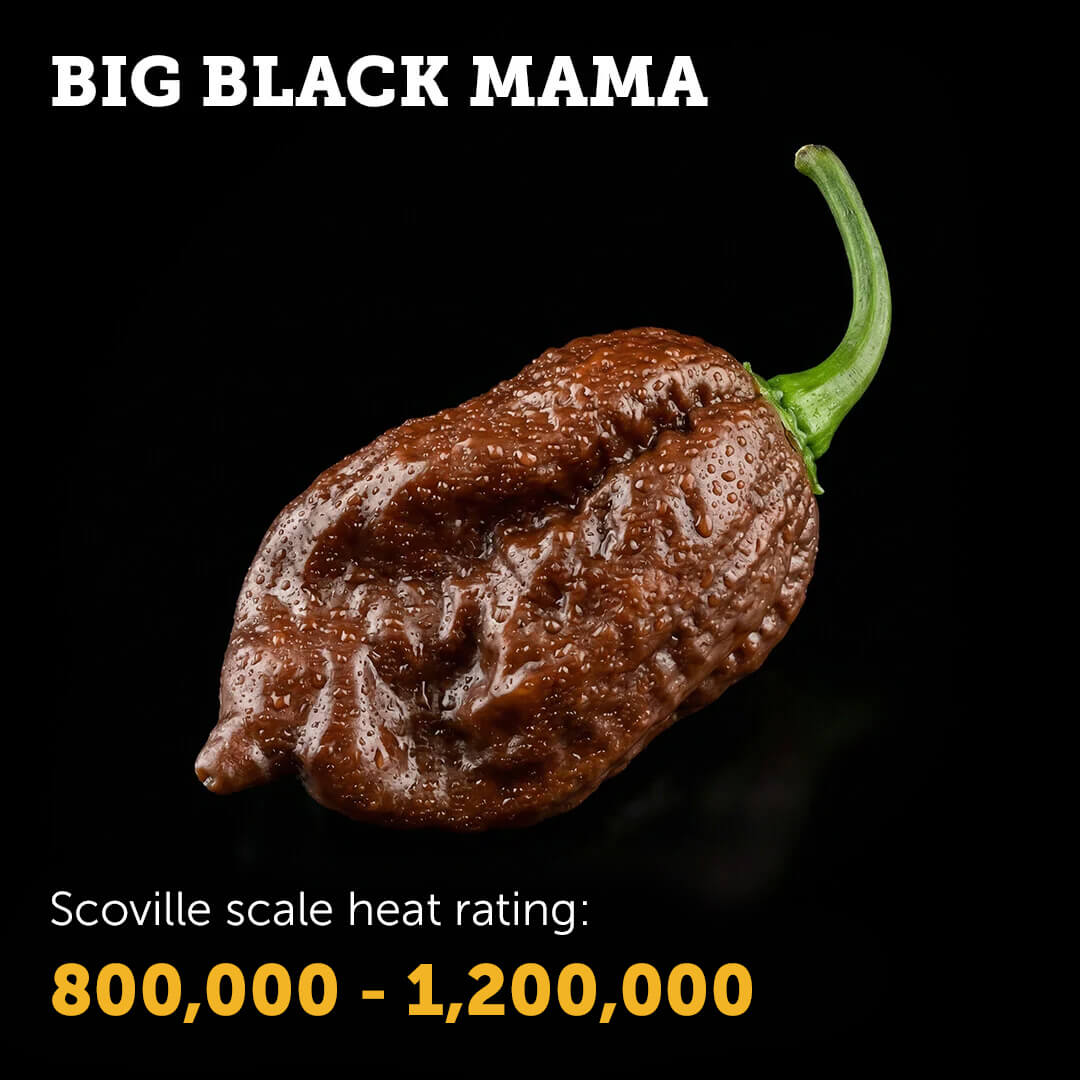 Ripe dark chocolate-brown Big Black Mama chilli pepper