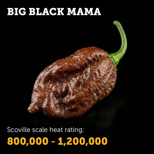 Ripe dark chocolate-brown Big Black Mama chilli pepper