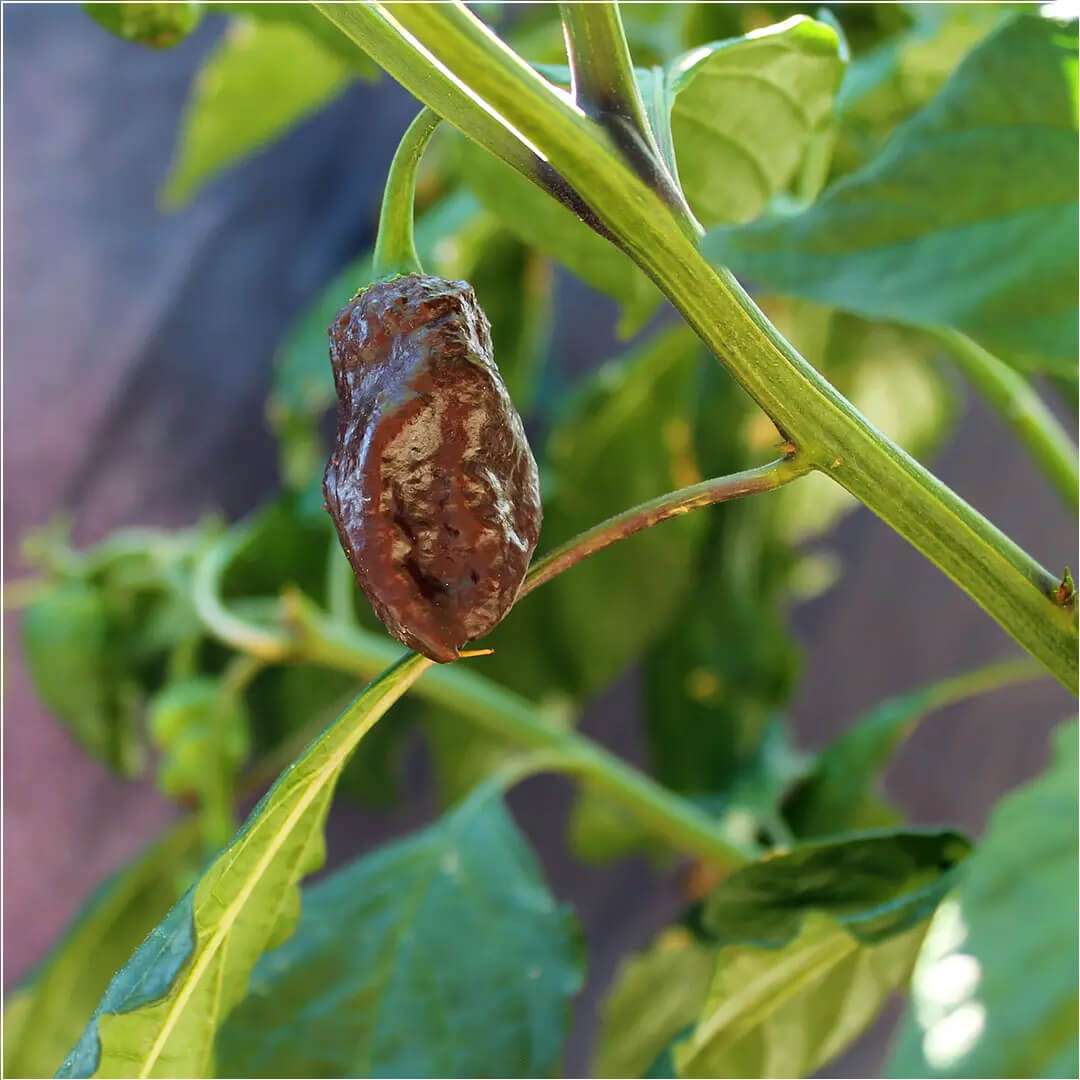 Big Black Mama Seeds