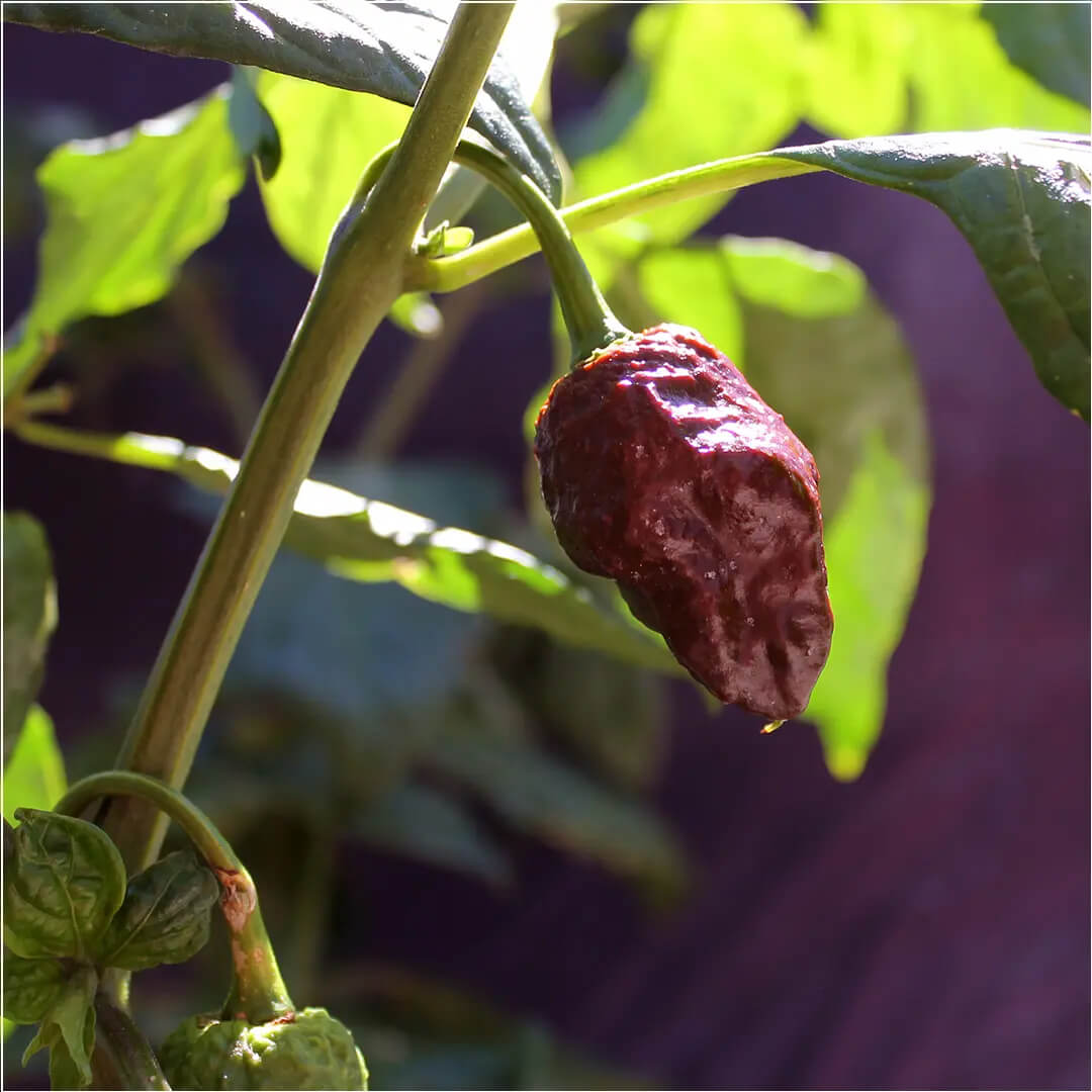 Big Black Mama Seeds