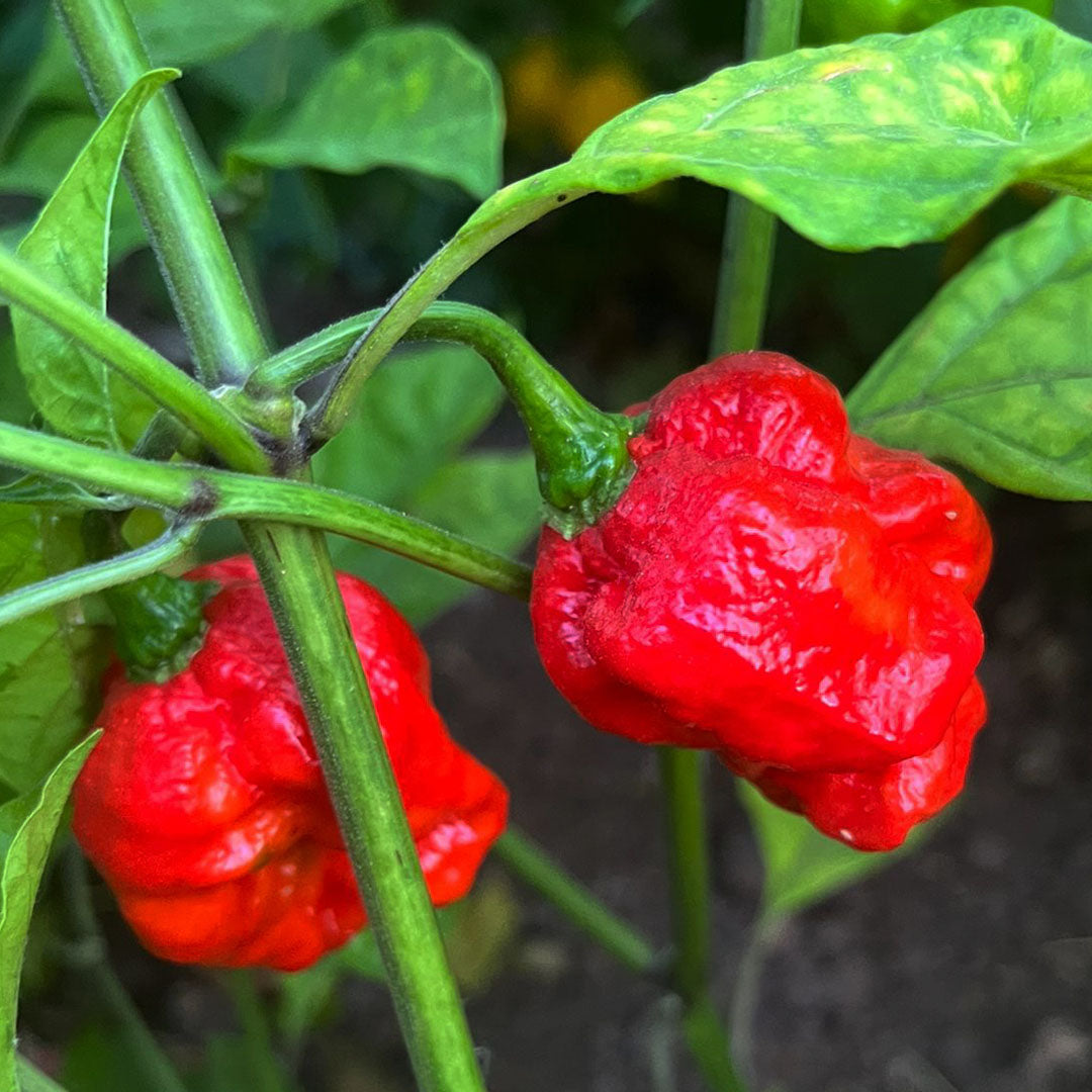 Big Red Mama Seeds