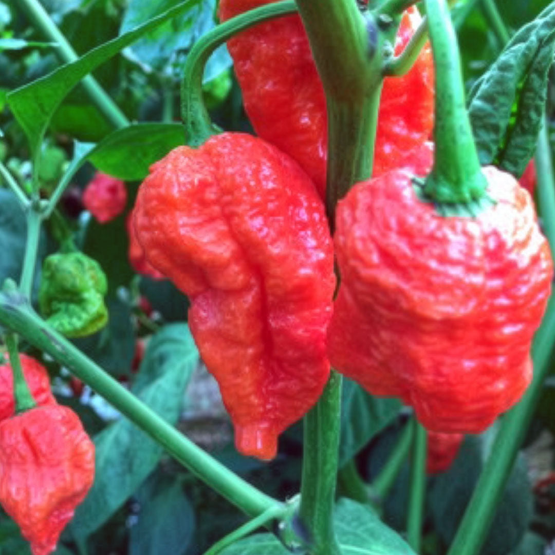 Big Red Mama Seeds