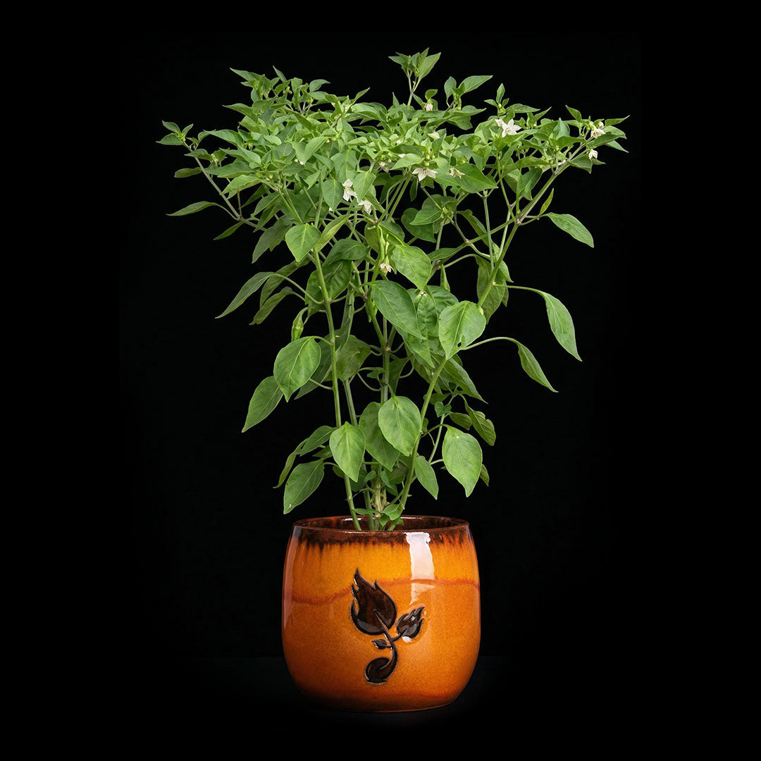 Big Red Mama Seeds